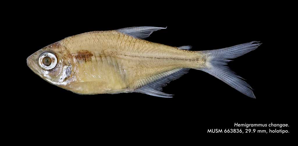 Nueva especie llamada comúnmente mojarrita del género 
Hemigrammus (Characiformes: Characidae). Fuente:  UNMSM