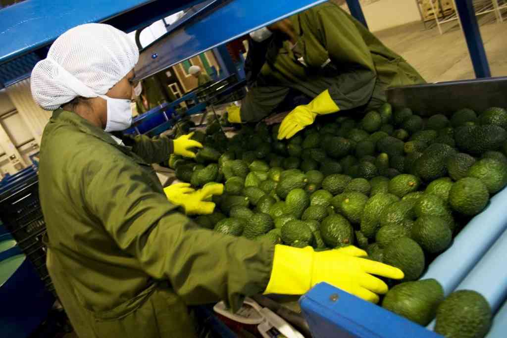 Exportaciones agrarias crecieron 6,7% más que el año anterior 